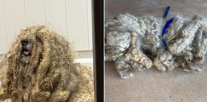 Dieser Hund ist mit fast 1,5 Kilogramm Fell bedeckt, als die Retter ihn finden – heute ist er nicht mehr wiederzuerkennen